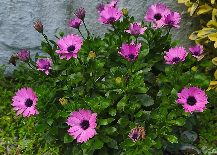 Angies House Neos Panteleimonas